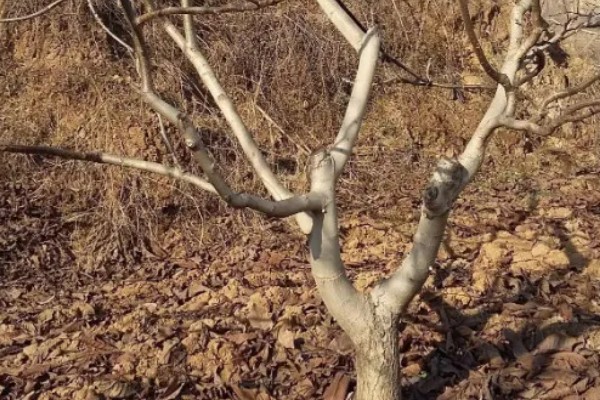 冬季核桃树流水怎么处理，可以在伤口处涂抹愈伤防腐膜