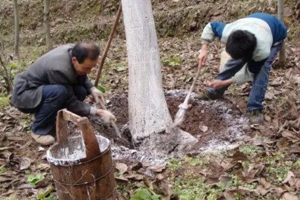 冬季核桃树流水怎么处理，可以在伤口处涂抹愈伤防腐膜