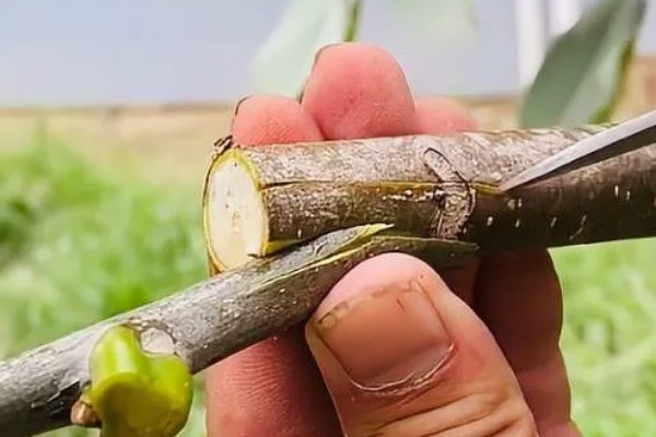 冬季核桃树流水怎么处理，可以在伤口处涂抹愈伤防腐膜