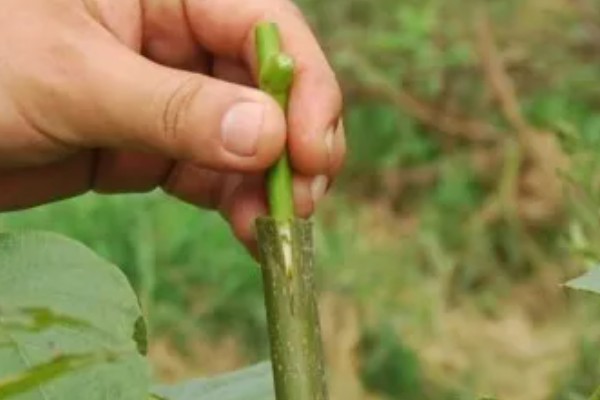 冬季核桃树流水怎么处理，可以在伤口处涂抹愈伤防腐膜