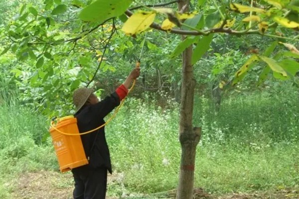 冬季核桃树流水怎么处理，可以在伤口处涂抹愈伤防腐膜