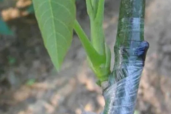 冬季核桃树流水怎么处理，可以在伤口处涂抹愈伤防腐膜