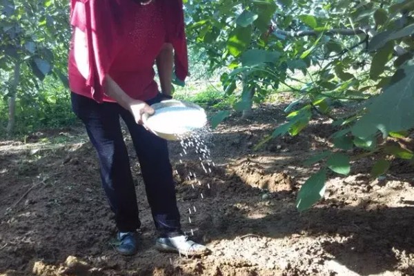 冬季核桃树流水怎么处理，可以在伤口处涂抹愈伤防腐膜