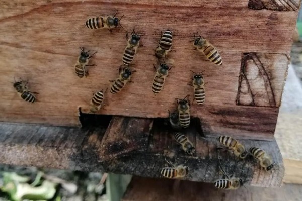 留一个王台拿走老王还会分蜂吗，还会分蜂