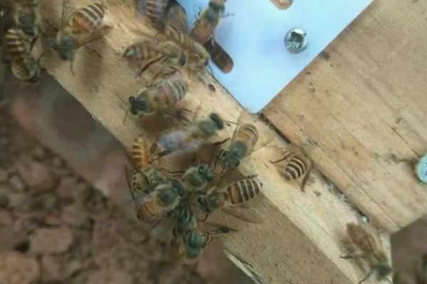 留一个王台拿走老王还会分蜂吗，还会分蜂