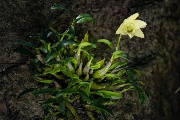 霍山石斛简介，是常见的一种石斛