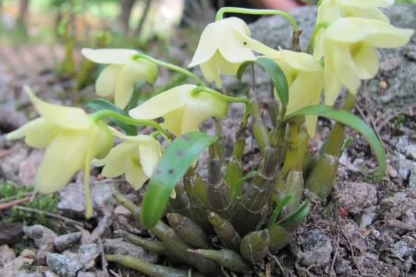 霍山石斛简介，是常见的一种石斛
