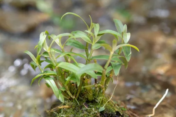 霍山石斛简介，是常见的一种石斛