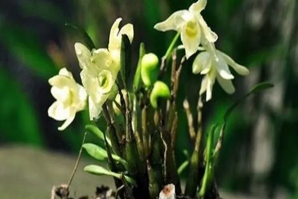 霍山石斛简介，是常见的一种石斛