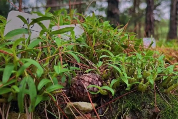 霍山石斛简介，是常见的一种石斛