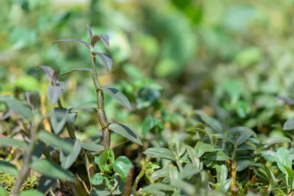 霍山石斛简介，是常见的一种石斛
