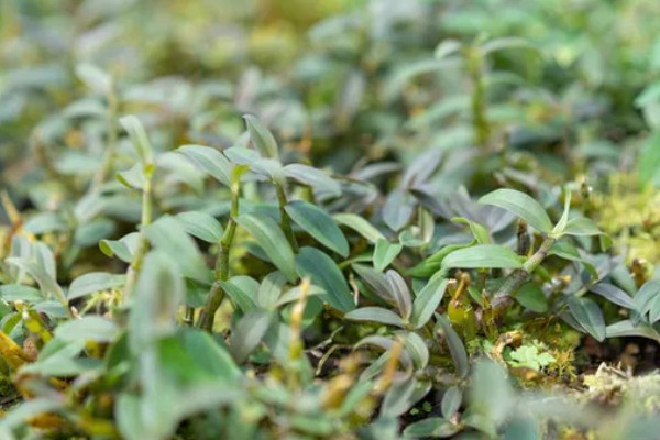 霍山石斛简介，是常见的一种石斛