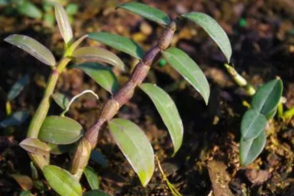 霍山石斛简介，是常见的一种石斛