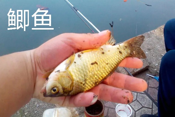 2号金袖钩能钓多重的鲫鱼，2两以内的鲫鱼是它的垂钓对象