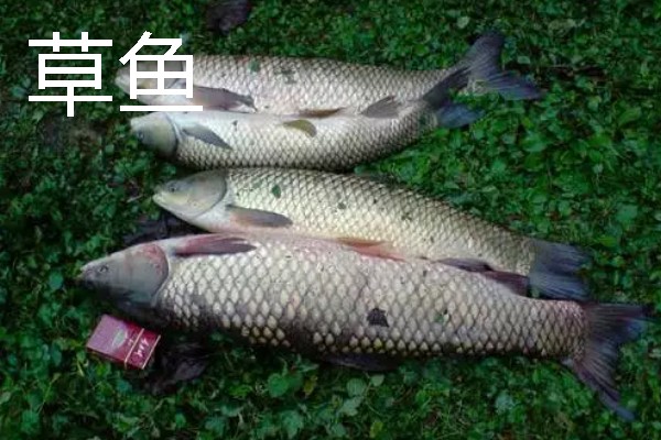 2号金袖钩能钓多重的鲫鱼，2两以内的鲫鱼是它的垂钓对象