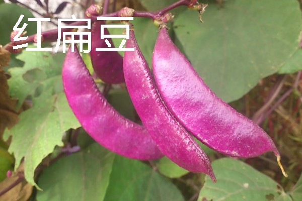 扁豆的种类，常见的有绿扁豆、青扁豆等