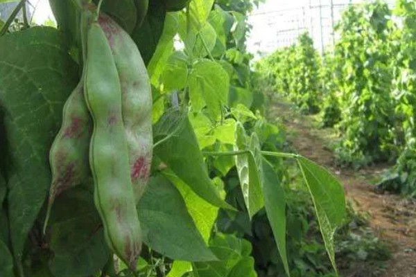 扁豆的种类，常见的有绿扁豆、青扁豆等