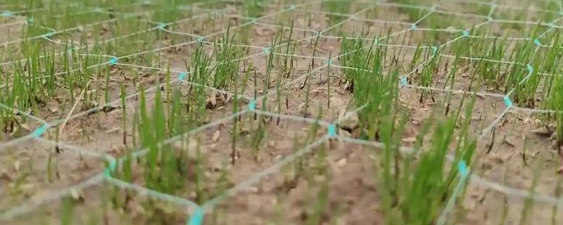 怎么种植茅针，对种子消毒后再撒播覆土