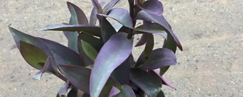 紫罗兰的醒花方式，剪除叶片经过消毒后再插入瓶中