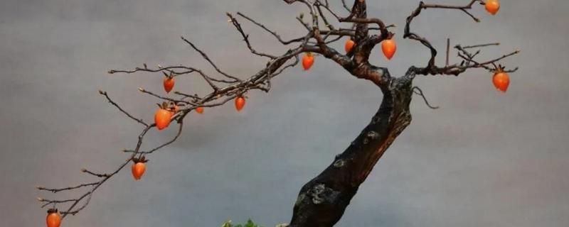 花盆种柿子的管理方法，适宜在温暖的环境中生长