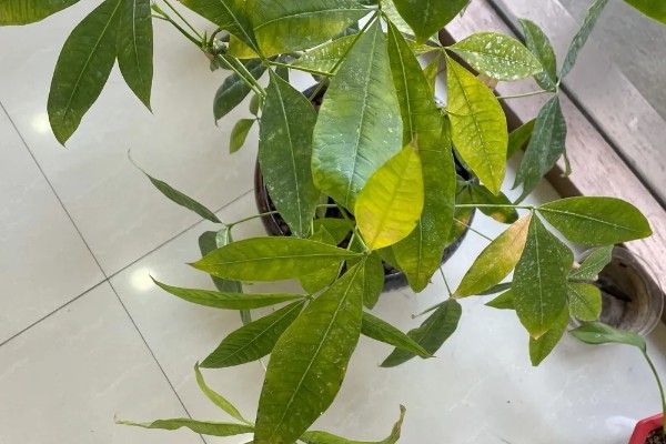 发财树烂根烂皮如何处理，可能是浇水过多所导致的