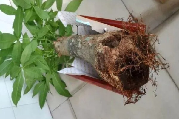发财树烂根烂皮如何处理，可能是浇水过多所导致的