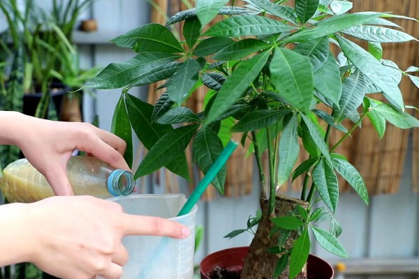 发财树烂根烂皮如何处理，可能是浇水过多所导致的