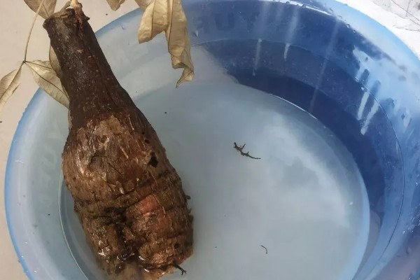 发财树烂根烂皮如何处理，可能是浇水过多所导致的