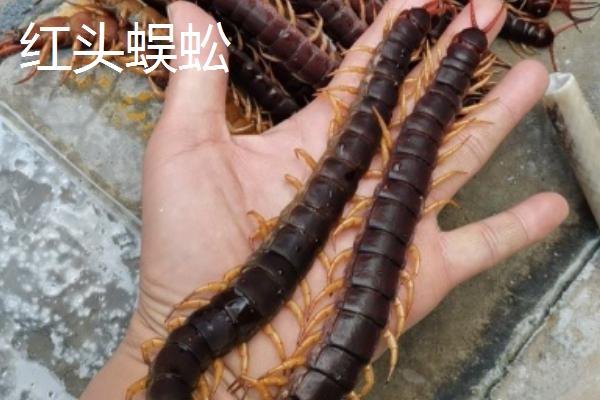 蜈蚣苗有哪些品种，常见的有红头蜈蚣、青头蜈蚣等