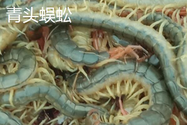 蜈蚣苗有哪些品种，常见的有红头蜈蚣、青头蜈蚣等