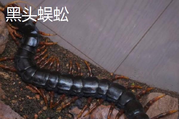 蜈蚣苗有哪些品种，常见的有红头蜈蚣、青头蜈蚣等