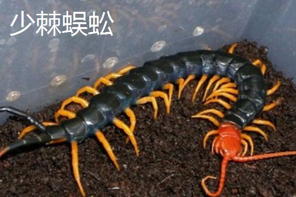 蜈蚣苗有哪些品种，常见的有红头蜈蚣、青头蜈蚣等
