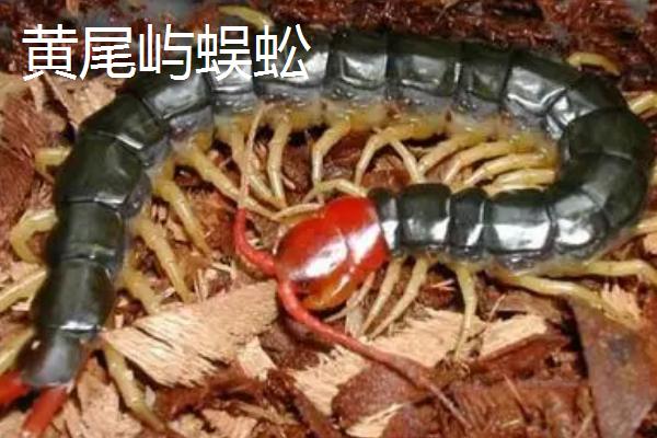 蜈蚣苗有哪些品种，常见的有红头蜈蚣、青头蜈蚣等