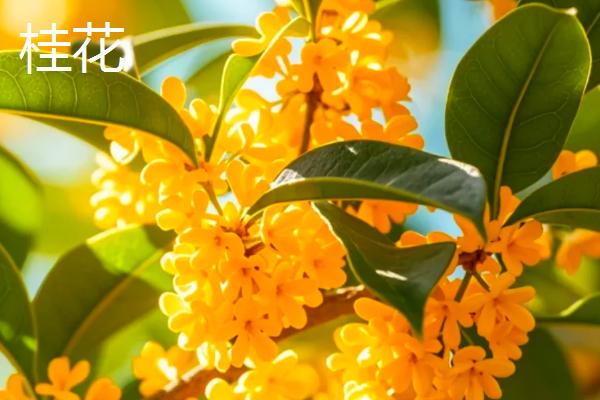 哪些花卉在秋天开放，常见桂花、菊花、木槿等品种