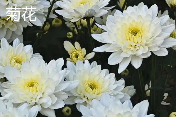 哪些花卉在秋天开放，常见桂花、菊花、木槿等品种