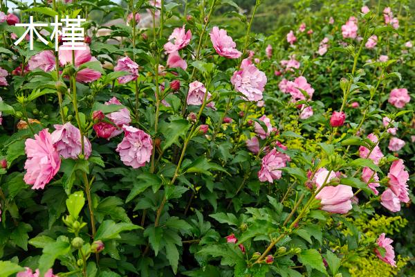 哪些花卉在秋天开放，常见桂花、菊花、木槿等品种