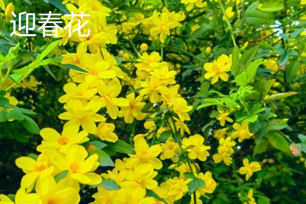 哪些花卉在秋天开放，常见桂花、菊花、木槿等品种