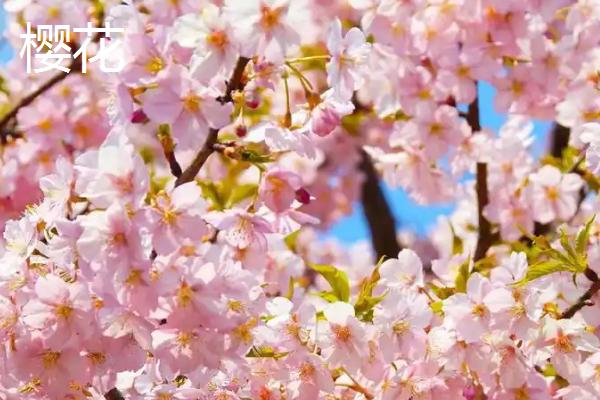 哪些花卉在秋天开放，常见桂花、菊花、木槿等品种