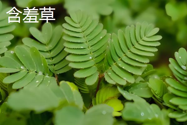哪些花卉在秋天开放，常见桂花、菊花、木槿等品种