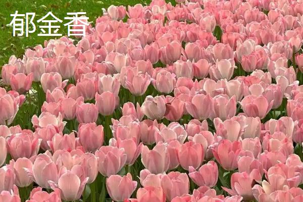 哪些花卉在秋天开放，常见桂花、菊花、木槿等品种
