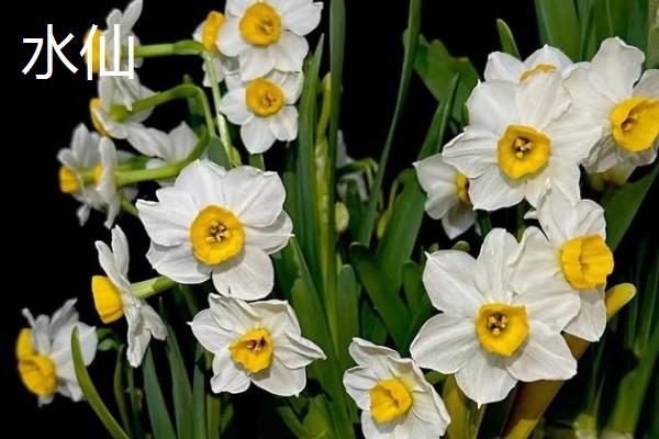 哪些花卉在秋天开放，常见桂花、菊花、木槿等品种