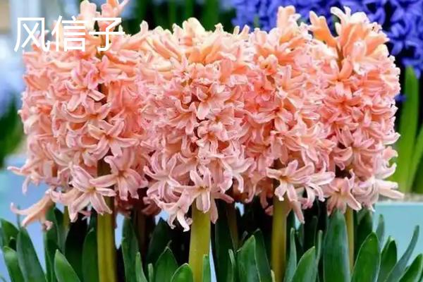 哪些花卉在秋天开放，常见桂花、菊花、木槿等品种