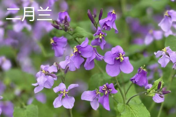 哪些花卉在秋天开放，常见桂花、菊花、木槿等品种