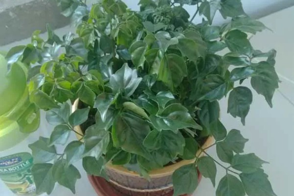 怎么养护幸福树，春秋季节每隔2-3天浇一次水