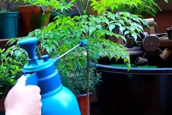 怎么养护幸福树，春秋季节每隔2-3天浇一次水