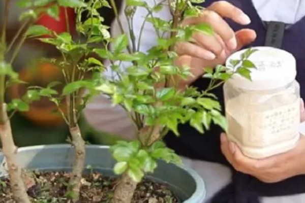 怎么养护幸福树，春秋季节每隔2-3天浇一次水