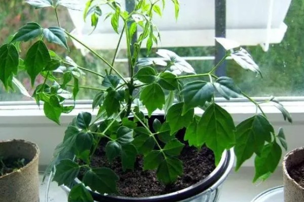 怎么养护幸福树，春秋季节每隔2-3天浇一次水
