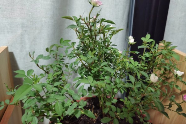 超微月季品种简介，花朵极小但开花量很大