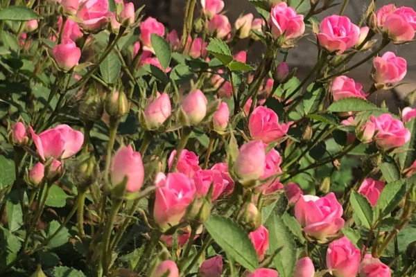 超微月季品种简介，花朵极小但开花量很大