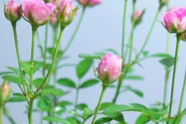 超微月季品种简介，花朵极小但开花量很大